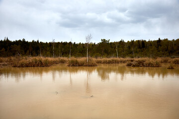 Sulphur swamp bog with a lake and small pines, selective focus