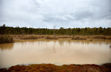 Sulphur swamp bog with a lake and small pines, selective focus
