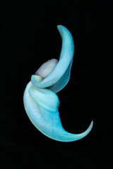 Fototapeta na wymiar Petal of a Turquoise Jade Vine Flower