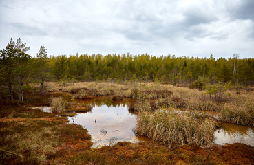 Sulphur swamp bog with a lake and small pines, selective focus