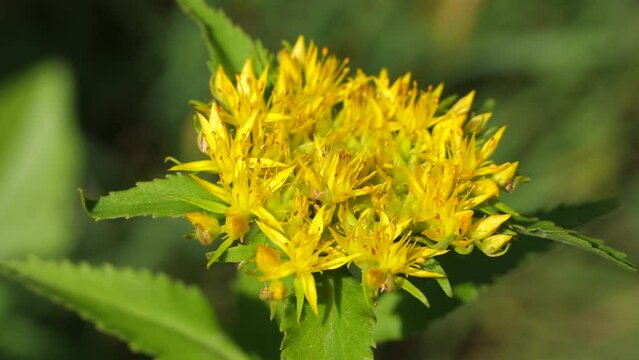 Medicinal plant Golden root, Rhodiola rosea.
Beautiful inflorescence of the golden root.

