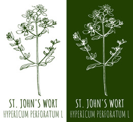 Drawings St. John's wort. Hand drawn illustration. Latin name Hypericum L. - obrazy, fototapety, plakaty