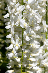 Close up of white wisteria flowers in bloom
