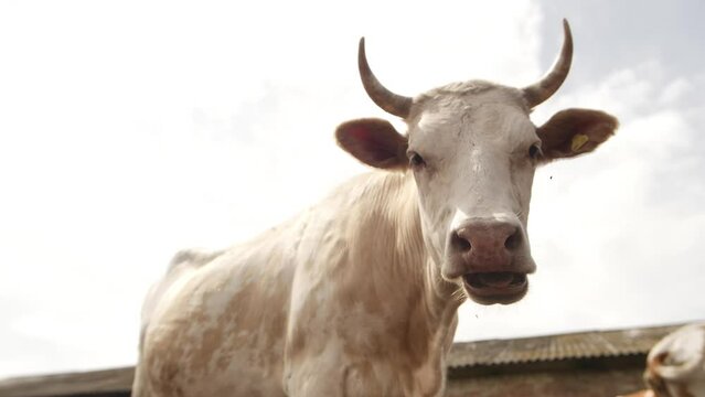 Portrait of white cow looking into camera. White cow grazes in a meadow on a sunny summer day close-up