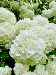 close up of flowers