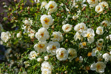 Wild rose in bloom in the garden. Beautiful white wild rose flowers in the summer garden