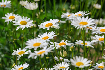 Fototapeta premium Flowers of Chamomile or daisy in garden. A beautiful scene of nature with blooming Chamomile. Summer floral background. Daisy background