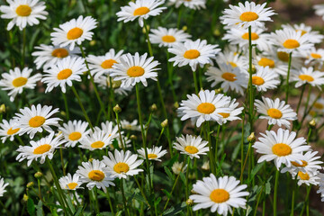  Flowers of Chamomile or daisy in garden. A beautiful scene of nature with blooming Chamomile. Summer floral background. Daisy background
