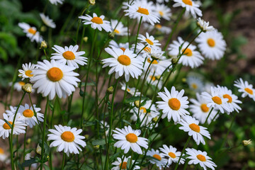 Flowers of Chamomile or daisy in garden. A beautiful scene of nature with blooming Chamomile. Summer floral background. Daisy background