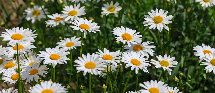 Flowers of Chamomile or daisy in garden. A beautiful scene of nature with blooming Chamomile. Summer floral background. Daisy background. Natural wallpaper.