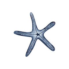 Cute Starfish in blue color on isolated background. Underwater Animal. Hand drawn watercolor illustration sea star for nursery, wall sticker, baby shower, book