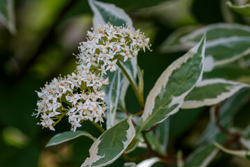White dogwood Elegantissima, or white svidina, or white svidina , or white telecranium ( lat. Cornus alba )