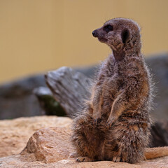 Cute meerkat, also called a suricate, sitting and relaxing and looking around. This is a small mongoose found in southern Africa. They are comical and funny. Square image with space for text. - 614268804