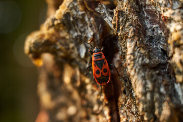 close up of a firebug on a bark