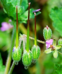Erodium malacoides L'Hér. 1789 is a herbaceous and perennial species belonging to the Geraniaceae family.