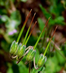 Erodium malacoides L'Hér. 1789 is a herbaceous and perennial species belonging to the Geraniaceae family.