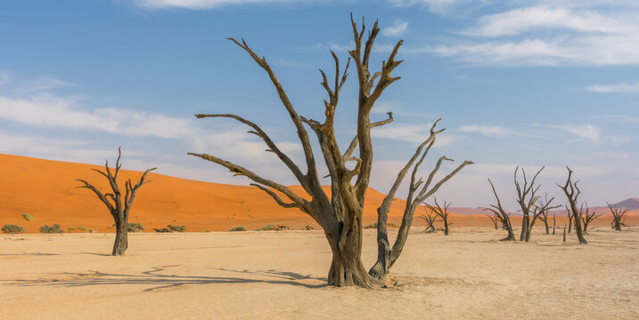 Camel Thorn Tree in Deadviel © Gordon