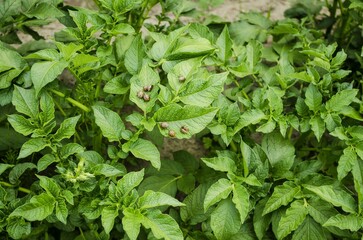 On the tops of young structural green leaves of potatoes pests are Colorado potato beetles. Fungicide treatment, insect removal. Bright striped beetles. Close-up. Summer day, top view photography.