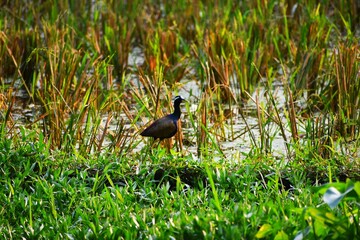 bird on the grass