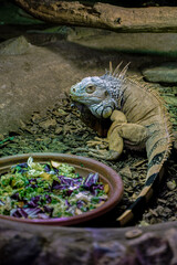 iguana on a branch