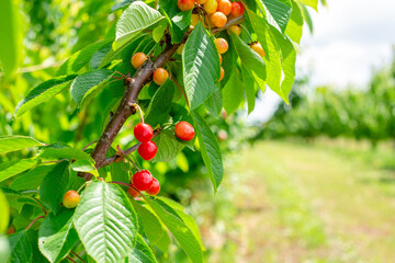 ripe red cherry grows on a tree in an orchard. Cultivation of fruits and berries.