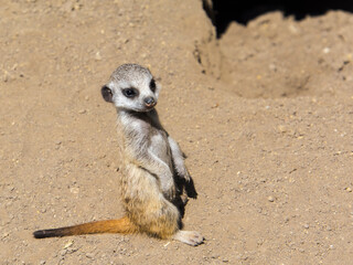 Meerkat baby on the dry ground in summer