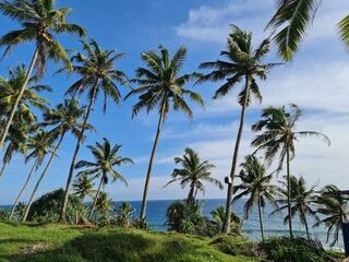 Fototapeta na wymiar Palm Trees in Mirrisa Sri Lanka
