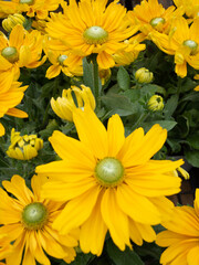 ルドベキアの花