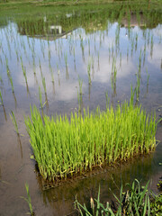 水田と稲の苗
