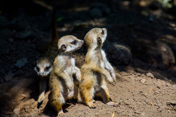 Meerkat baby on the dry ground in summer