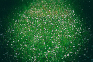 Fresh green grass background. Long fresh green grass texture background. Young green grass. lawn....