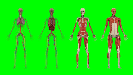 Fototapeta na wymiar Medical Education Chart of Biology for Human Body Organ System Diagram. 3d Renders of Human Anatomy. 