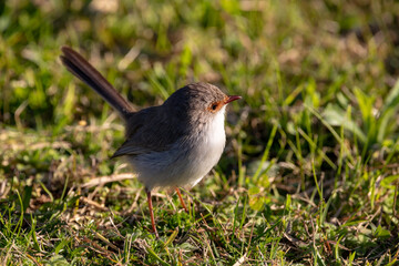A close up photo of a variegated fairy-wren female bird on grass