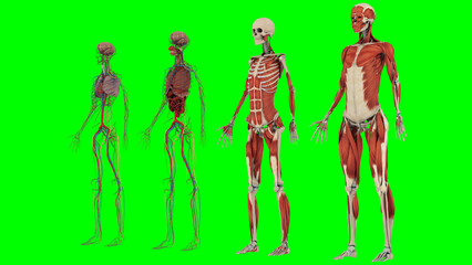 Medical Education Chart of Biology for Human Body Organ System Diagram. 3d Renders of Human Anatomy. 