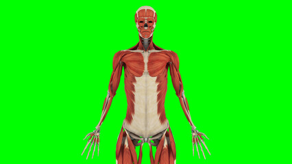 Medical Education Chart of Biology for Human Body Organ System Diagram. 3d Renders of Human Anatomy. 