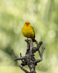 A male of Saffron Finch also known as Canario or Chirigue Azafranado under rain. Species Sicalis flaveola. Birdwatcher. Bird lover. Birding. Yellowbird.