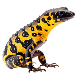 Obraz premium Salamandra salamandra isolated on the transparent background PNG. AI generative.