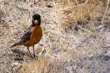 Robin on a dry lawn on a hot summer day