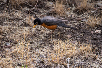 Robin looking for bugs or a worm in the dry grass