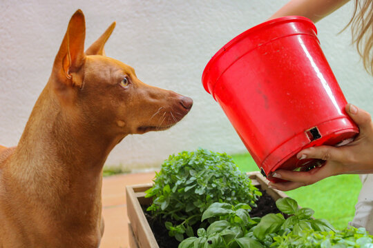 dog learning from his mother to plant