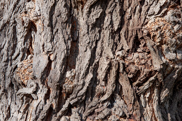Old tree bark texture