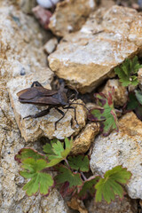 A closeup of a brown bug on a stone