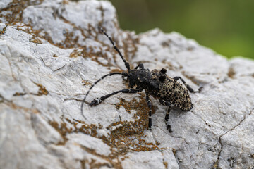 a barbel beetle on a rock in the mountains