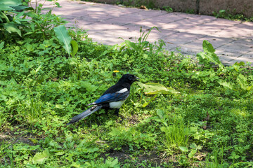 Magpie on the ground in the park