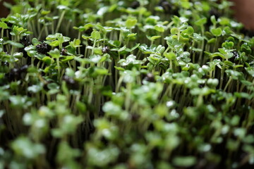 Microgreens, micro green