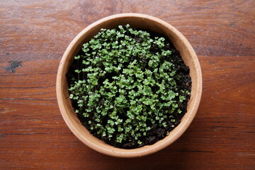 Microgreens, micro green