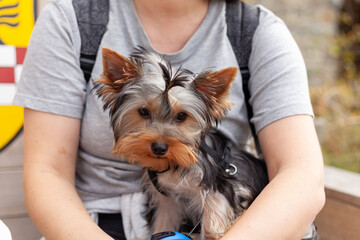 Yorkshire Terrier in the hands of a girl on a walk