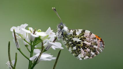 Aurorafalter - Anthocharis cardamines © Paul.E