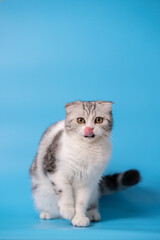 a white cat sitting in front of a blue background look like delicious. isolated