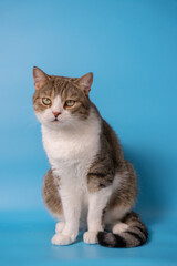 a brown cat sitting in front of a blue background looking at camera. isolated